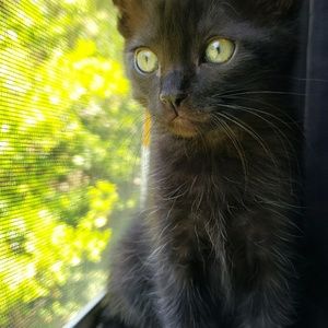 Meet your Posher, Penny